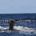 whale_humpback_sb_h_0155_dom0163.jpg